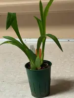 Miltassia Charles M. Fitch 'Izumi'