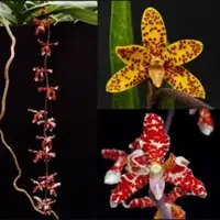 Dimorphorchis lowii sp.