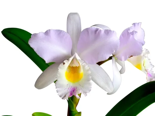 Rhyncholaeliocattleya Memoria Adela Campos Maye (Rhyncholaeliocattleya)