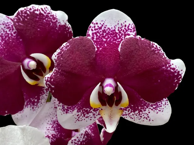 Phalaenopsis Stars Shining 'JCA108'