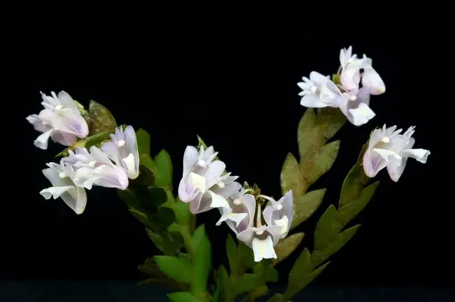 Dendrobium terminale (Dendrobium)