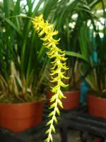 Dendrochilum javieri — Jungpflanze