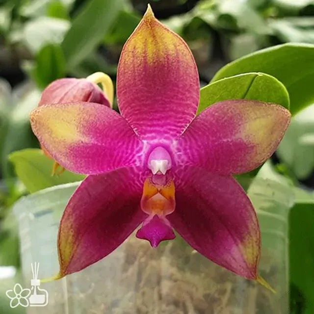 Phalaenopsis Meidarland Kaiulani