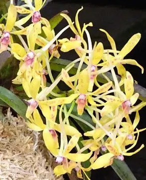 Aeridovanda Suzuka Pearl