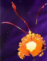 Psychopsis papilio — Blühfähige Pflanze