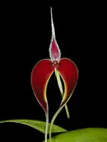 Bulbophyllum-masdevalliaceum — Other Plants