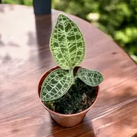 Macodes petola (Jewel Orchid)