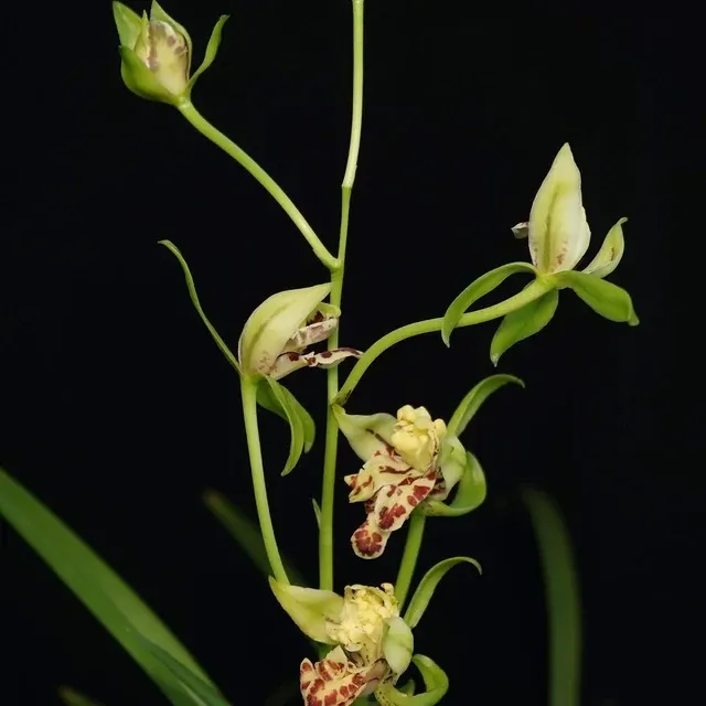 Cymbidium ensifolium 'Li Shan Shi Zi'