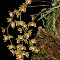 Chiloschista extintoriformis sp.