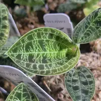 Macodes petola