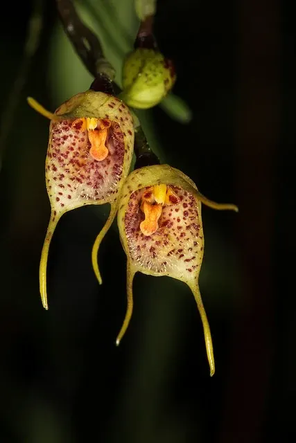 Dracula x pinasensis (Dracula)