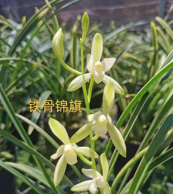 Cymbidium ensifolium 'TieGuJinQi' (Cymbidium)