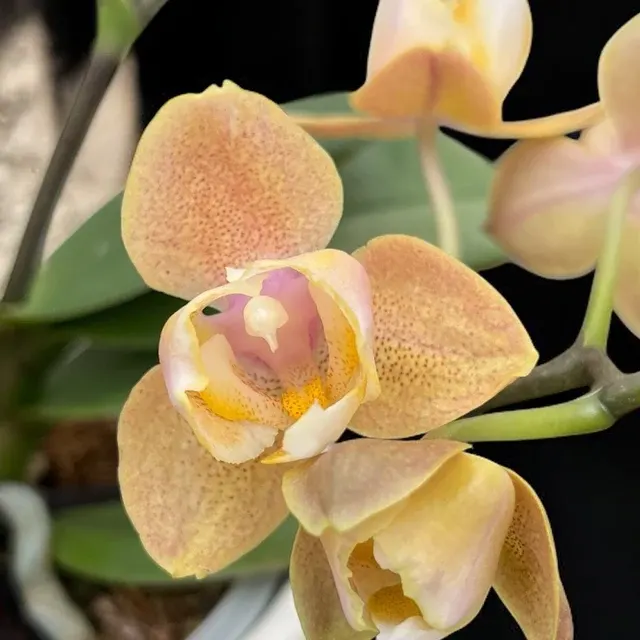 Phalaenopsis Scention * Flori Parfumate Pelorice 3lips