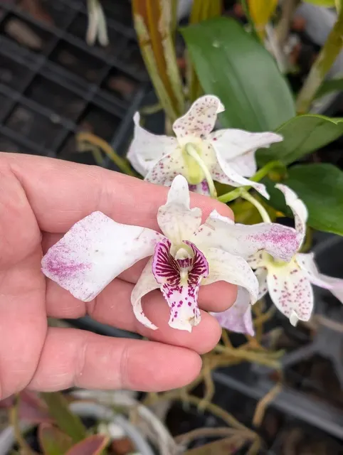 Dendrobium Roy Tokunaga 'Semi Alba'