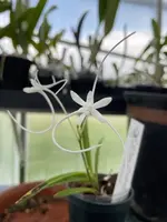 Neofinetia falcata ‘Manjushage’
