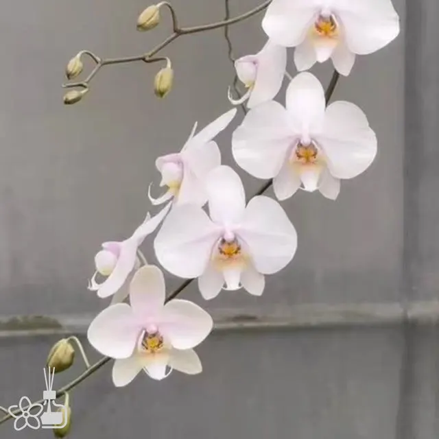 Phalaenopsis schilleriana x amabilis 'Irian Jaya'
