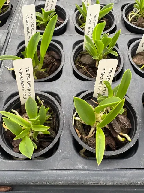 Cattleya jongheana (Cattleya)