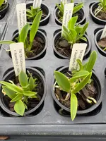 Cattleya jongheana ‘Jutta’ x ‘Assendorfer D’