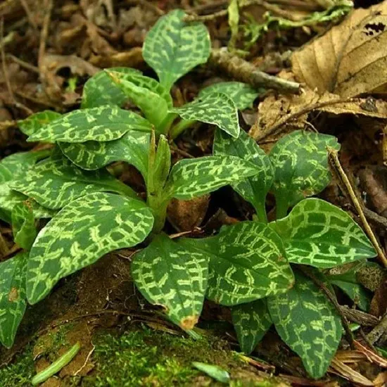 Goodyera repens sp (Goodyera)
