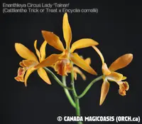Eny. Circus Lady'Tainan' (Ctt.Trick or Treat x E. correllii) (M521) (Hybrid) Eny.=Enanthleya / Ctt.=Cattlianthe / E.=Encyclia