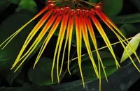 Orchid Seedling 50mm Pot Size - Bulbophyllum hirundinis species