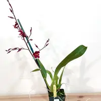 4" Zygopetalum Orchids