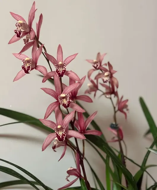 Cymbidium Miss Taipei Unveiled (Cymbidium)