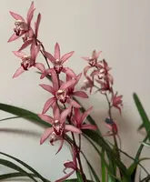 Cymbidium ‘Miss Taipei Unveiled’