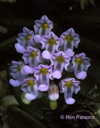 Schoenorchis pachyacris sp (Schoenorchis)
