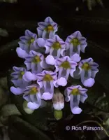 Schoenorchis pachyacris sp.