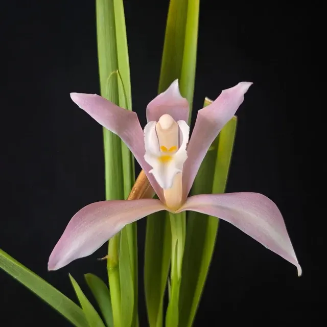 Cymbidium wadae (Cymbidium)
