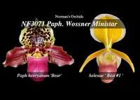 Paph. Wossner Ministar ', Note: Limited' (henryanum ' Bear ' x helenae ' Best #1 ')