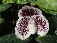 Paphiopedilum S. Gratrix x sib (‘Black & White’ x ‘Black Star’) TB18-079