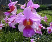 Papilionanthe Miss Joaquim