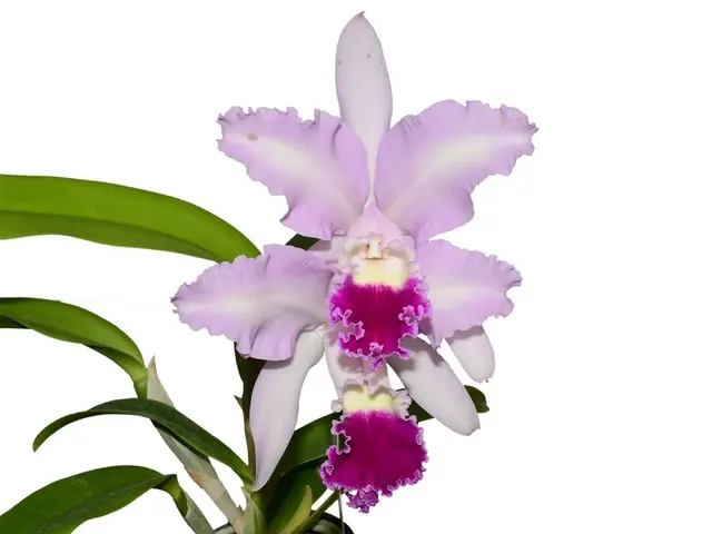 Cattleya Delta Fire Wing (Cattleya)