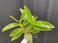 Dendrobium Golden Blossom (variegated)