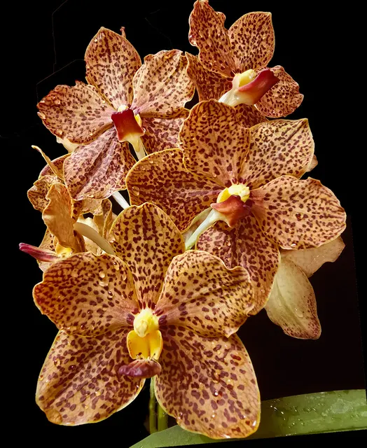 Vanda Zoe Bejar AM/AOS 'Razzmatazz' (Vanda)