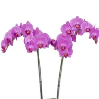 Phalaenopsis Orchid Harper Seven Seedling Size
