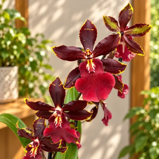 Oncostele Wildcat 'Bobcat' (Oncostele)
