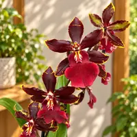 Oncostele Wildcat 'Bobcat' (‘Black Cat’)