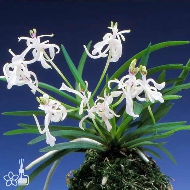 Neofinetia falcata 'Shunkyuden'
