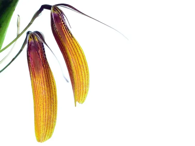 Restrepia brachypus width (Restrepia)