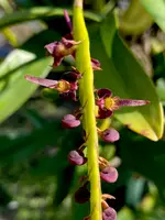 Bulbophyllum sandersonii