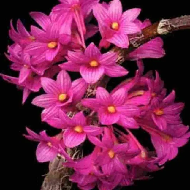 Dendrobium goldschmidtianum sp (Dendrobium)