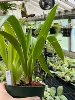 Phragmipedium Grande