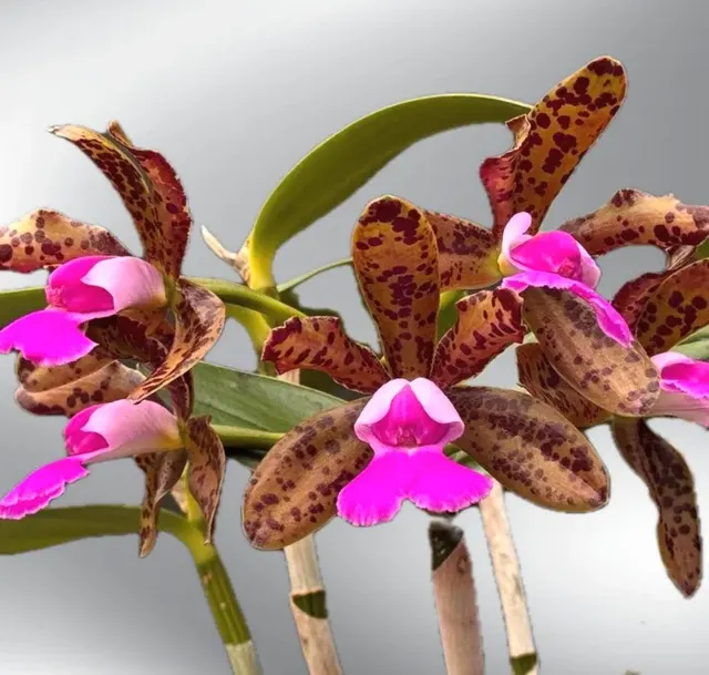 Cattleya Lacey Michelle Matherne (Cattleya)
