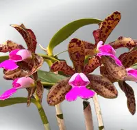 Cattleya Lacey Michelle Matherne (tigrina 'Dark Stranger' x aclandiae 'Gulf Glade' AM/AOS x self)