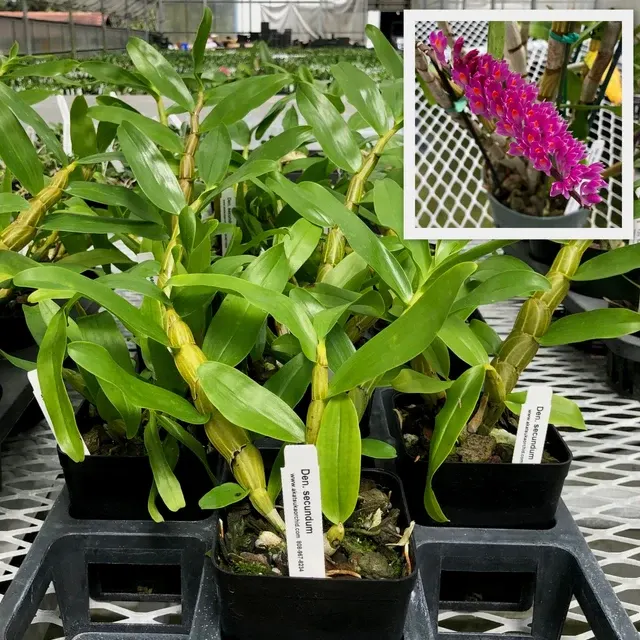 Dendrobium secundum 'Red' (Dendrobium)