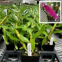 Dendrobium secundum 'Red' (4" Pot) - Not Blooming