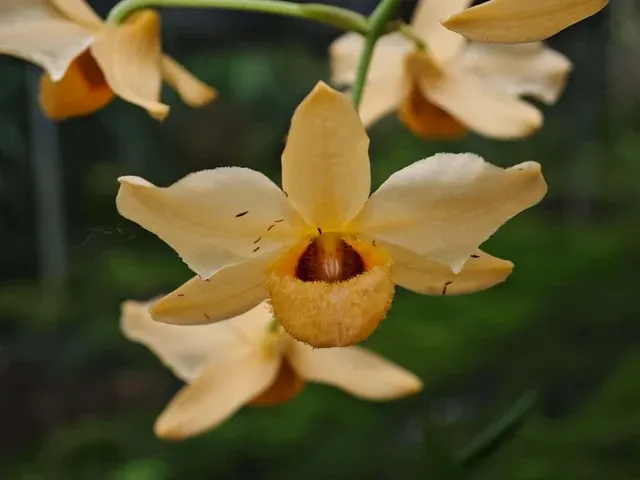 Dendrobium moschatum 'flava' (Dendrobium)
